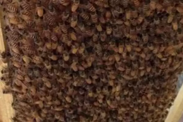 意蜂秋繁关王的目的，是为了保存蜂群的越冬实力插图3
