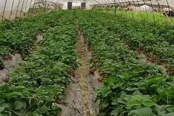 连阴天大棚草莓的管理方法，应坚持揭草帘并适当加温插图1