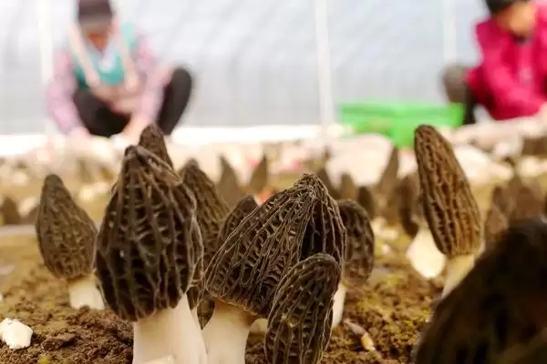 种植羊肚菌的方法和重点?种植羊肚菌要做好哪些细节?插图4 种植羊肚菌的方法和重点?种植羊肚菌要做好哪些细节?插图4