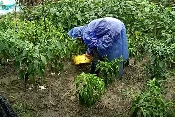 辣椒的叶面肥选择 ,辣椒开花坐果前为何施硼钙叶面肥？插图5