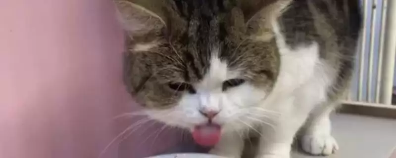 猫为什么会出现乱吃东西现象 ,猫乱吃东西一般因缺乏微量元素-会东网