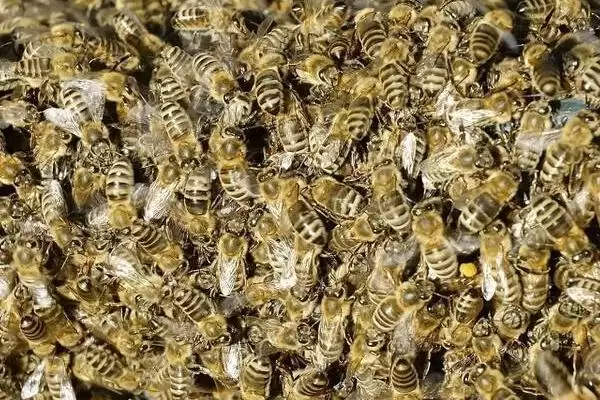 什么情况下蜜蜂会打架,并群失误是打架的主要原因插图1 什么情况下蜜蜂会打架,并群失误是打架的主要原因插图1