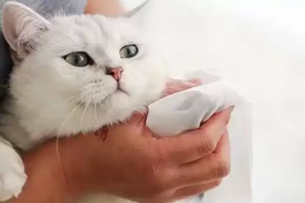 猫反复发烧怎么处理好 ,猫反复发烧先做什么处理插图1