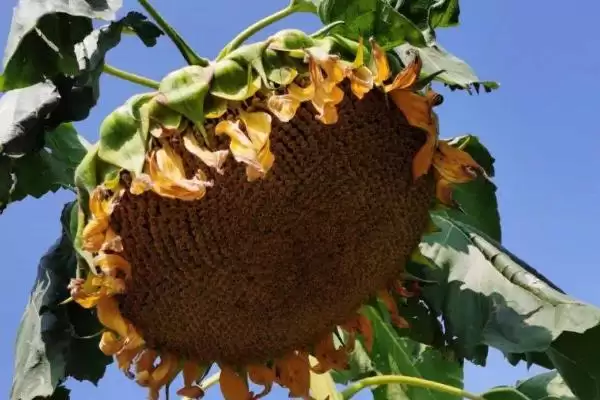 向日葵常见病害防治的方法和要点？防治向日葵病害需注意什么？插图4