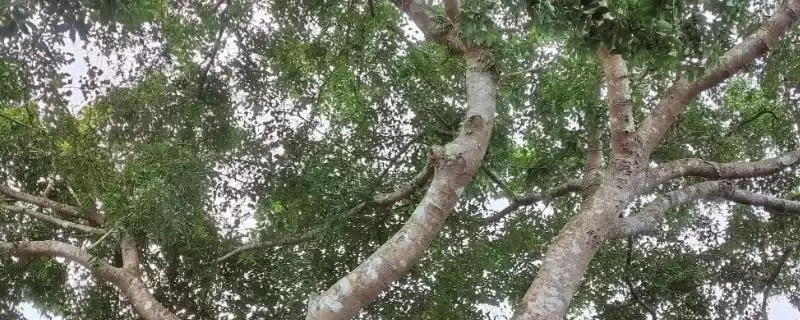 见血封喉的毒性有多强，是世界上最毒的树-会东网