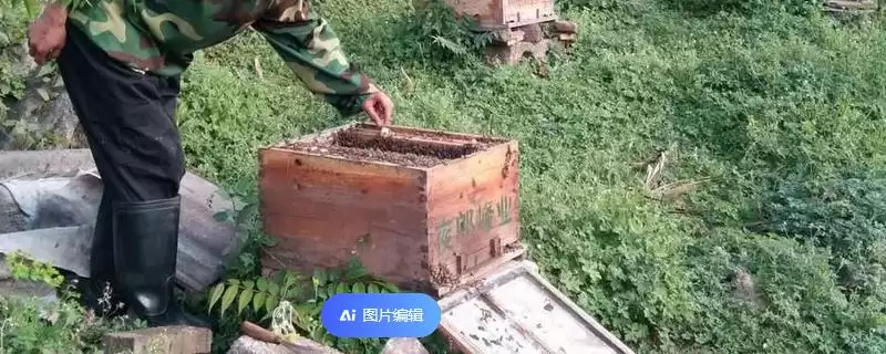 养殖蜜蜂的前景成本和利润，目前来看具有不错的发展前景-会东网