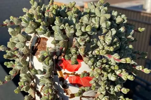 给碧玉莲上盆的方法和重点？给碧玉莲上盆要做好哪些细节？插图7
