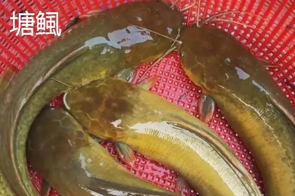 鲶鱼的凶猛本色：凶猛的捕食性鱼类的生存之道插图6