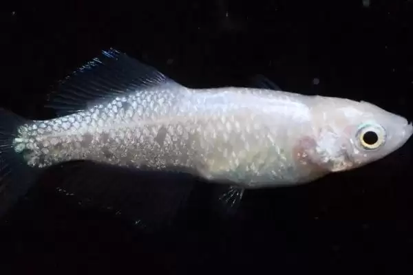 青鳉鱼与藻类的关系：喜欢吃绿藻和丝水藻的原因插图2