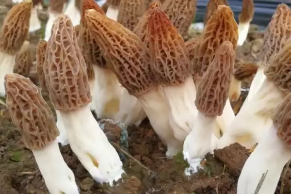 种植羊肚菌的方法和重点?种植羊肚菌要做好哪些细节?插图3 种植羊肚菌的方法和重点?种植羊肚菌要做好哪些细节?插图3
