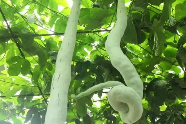 蛇瓜种植技术的方法和重点？种蛇瓜要做好哪些细节？插图3