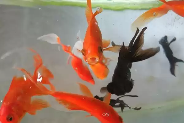 金鱼的食性 ,金鱼会吃水草这种水生植物吗插图3