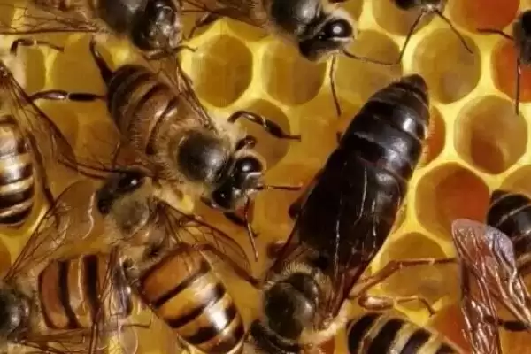 蜂王在蜂群里面的作用，主要作用是产卵繁殖插图1