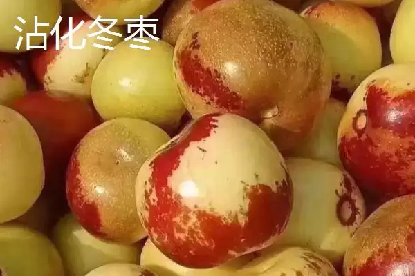 冬枣产地大搜罗：山西、河北、山东等地种植特点插图2