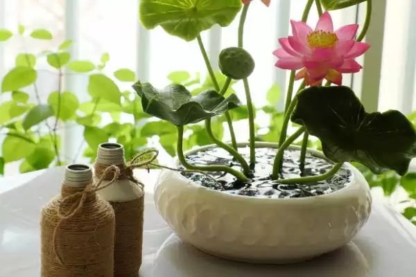小睡莲无土水培的方法和要点?无土水培小睡莲需掌握哪些关键技巧?插图3 小睡莲无土水培的方法和要点?无土水培小睡莲需掌握哪些关键技巧?插图3