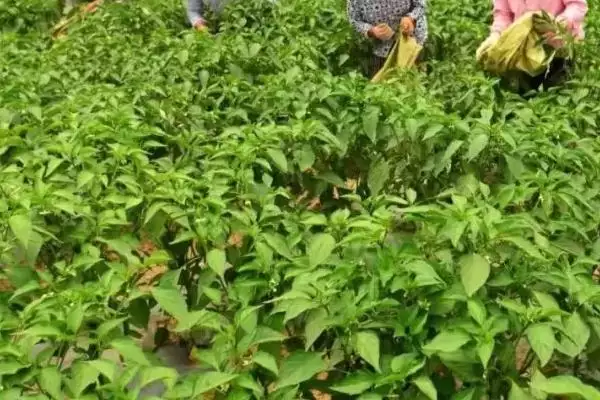 辣椒延长采收期的方法 ,减少病害为何能延长辣椒采收期？插图1