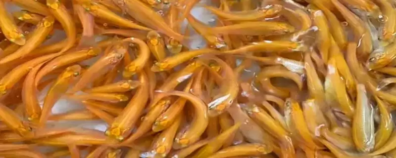 金丝鲩的产地 ,金丝鲩的主要产地在哪些地方-会东网