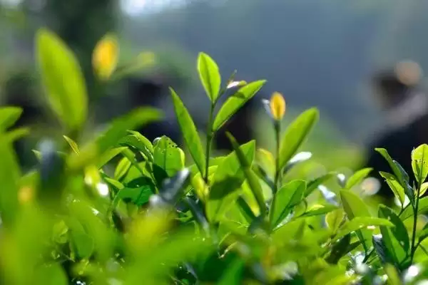 茶树是不是蜜源植物，属于蜜源植物插图1
