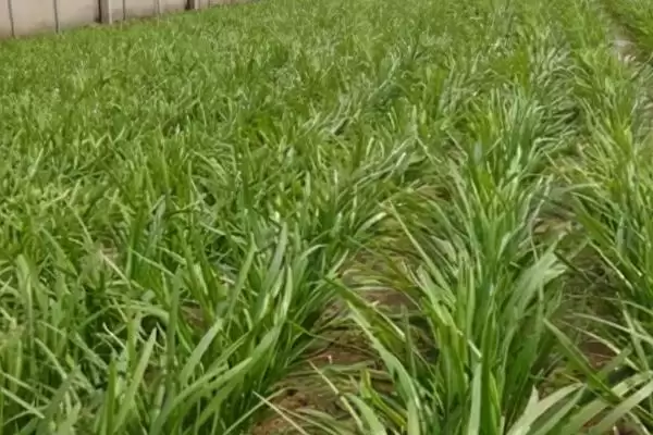 韭菜叶片干尖的原因及防治 ,韭菜叶片干尖如何对症下药进行防治？插图2