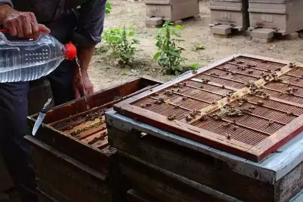 奖励饲喂方法介绍，目的是刺激蜂王产卵插图4
