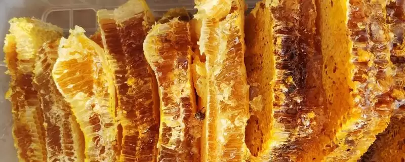 蜂巢蜜里面的蜂蜡能不能吃，可以食用但口感不佳-会东网