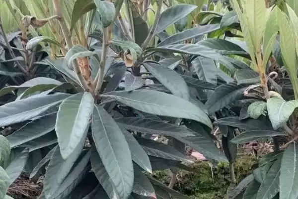 枇杷嫁接后管理秘籍:及时抹除砧木芽的关键步骤插图3 枇杷嫁接后管理秘籍:及时抹除砧木芽的关键步骤插图3