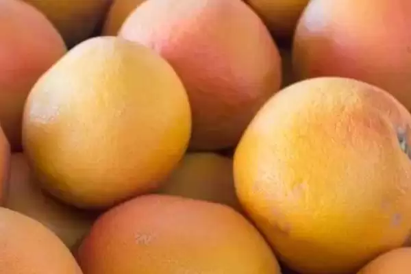 葡萄柚的身世之谜:柚和甜橙杂交品种的奇妙诞生插图2 葡萄柚的身世之谜:柚和甜橙杂交品种的奇妙诞生插图2