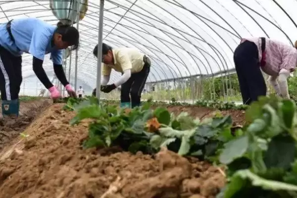 冬季草莓移栽如何提高成活率，及时进行除草松土、培根以及补苗工作插图2