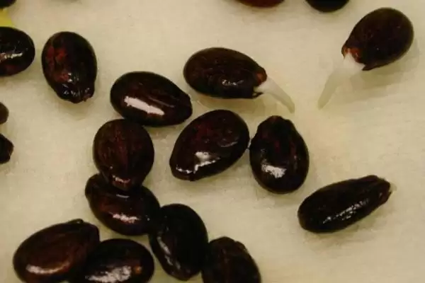西瓜种子催芽方法的方法和重点？西瓜种子催芽要做好哪些细节？插图3