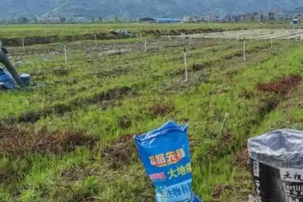 施用有机肥的方法和重点？养猪过程中施肥要做好哪些细节？插图1