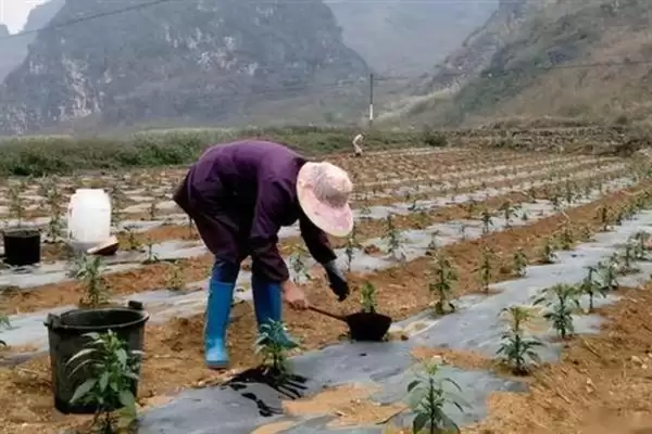 辣椒适龄壮苗的生育期 ,辣椒春季育苗为何需 70-100 天？插图5