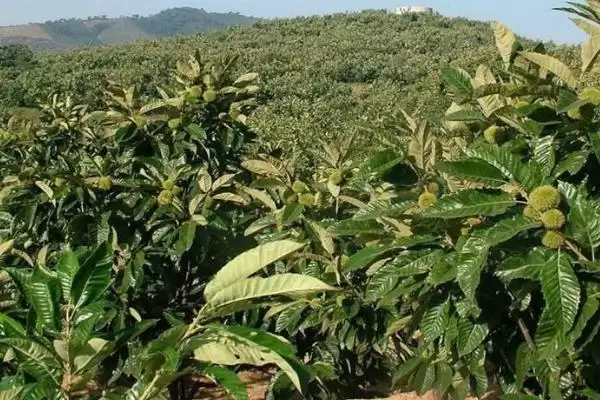 板栗采摘后怎么管理，需施足基肥、培土壅蔸插图1