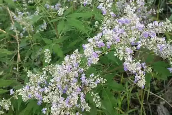 中国十大蜜源植物，花期持续时间长短不一插图5