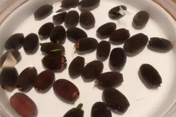小睡莲无土水培的方法和要点?无土水培小睡莲需掌握哪些关键技巧?插图1 小睡莲无土水培的方法和要点?无土水培小睡莲需掌握哪些关键技巧?插图1