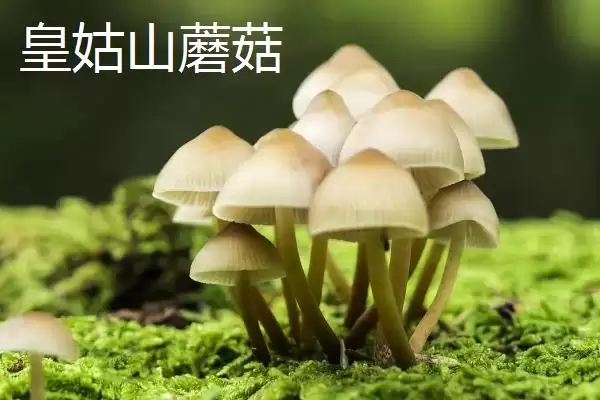 山西省娄烦县的特产，莜面栲栳栳为当地的传统小吃插图4