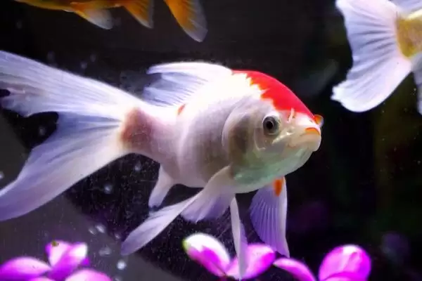 金鱼的食性 ,金鱼会吃水草这种水生植物吗插图4