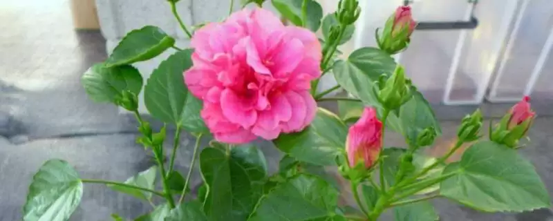 修剪盆栽芙蓉花的方法和重点？修剪盆栽芙蓉花要做好哪些细节？-会东网