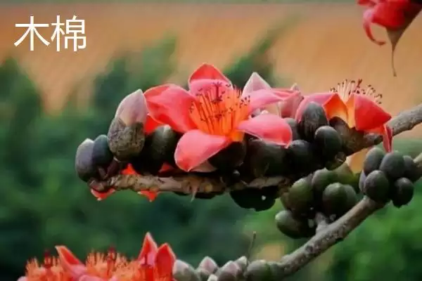 美丽异木棉和木棉有什么区别呢 ,美丽异木棉和木棉科属、形态、习性不同插图8