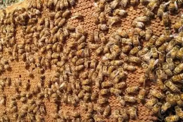 蜂王关在囚王笼中会不会产卵，被关入囚王笼中会暂时停止生产插图1