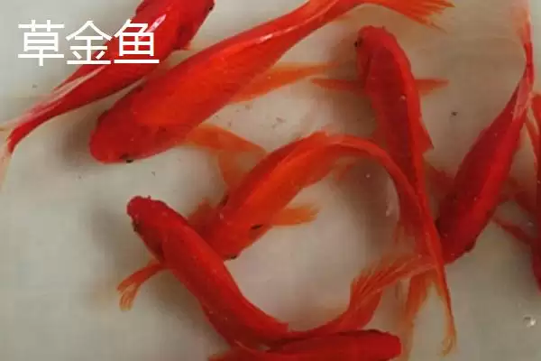 锦鲤和草金鱼的区别 ,锦鲤和草金鱼有哪些不同呢插图2