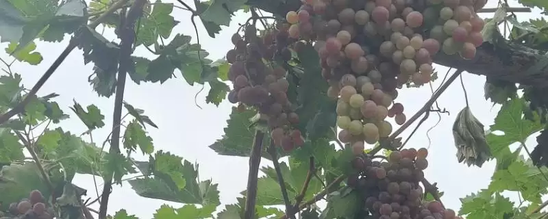 葡萄施硅肥的原因剖析：增强抗病力、提高品质的科学原理-会东网