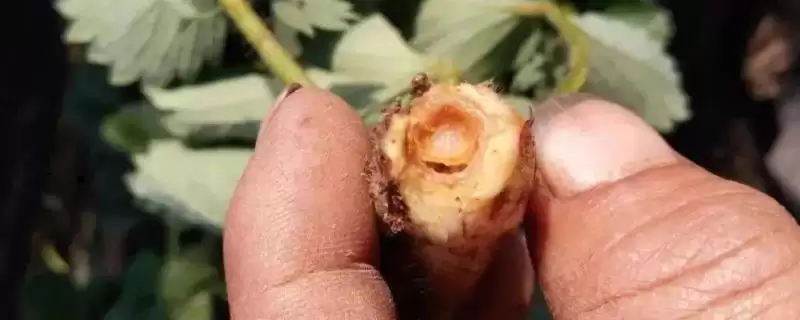草莓空心病有什么症状，前期叶片上会出现黑点、中期叶缘会干枯-会东网