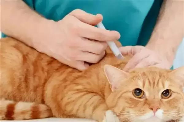 猫咪突然扭头转圈是因为什么 ,猫咪中耳炎可能致扭头转圈插图4