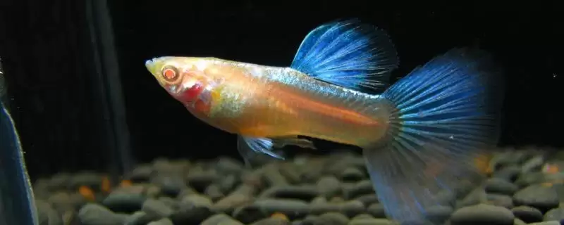 礼服孔雀鱼的养殖难度 ,礼服孔雀鱼为何观赏性高且易养活?-会东网