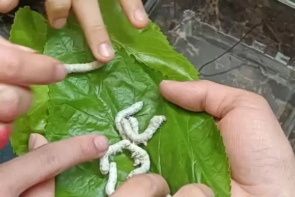 养蚕注意事项的方法和重点？养蚕注意事项要做好哪些细节？插图6