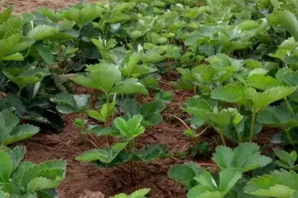 怎么应对草莓育苗和种植期间土壤带菌的问题,高温闷棚可以有效灭杀细菌和虫卵插图6 怎么应对草莓育苗和种植期间土壤带菌的问题,高温闷棚可以有效灭杀细菌和虫卵插图6