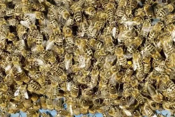中蜂蜂王冬季死亡后如何处理，需及时为蜂群介入新蜂王插图1