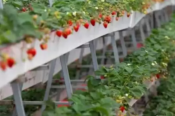草莓的种植技术，生长温度控制在15-20℃之间为佳插图3