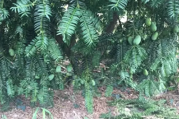 香榧的基本介绍和要点？了解香榧需关注哪些关键信息？插图2