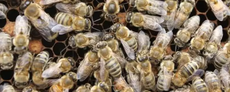 怎样人工育王，选择白天温度稳定在20℃以上时间进行-会东网